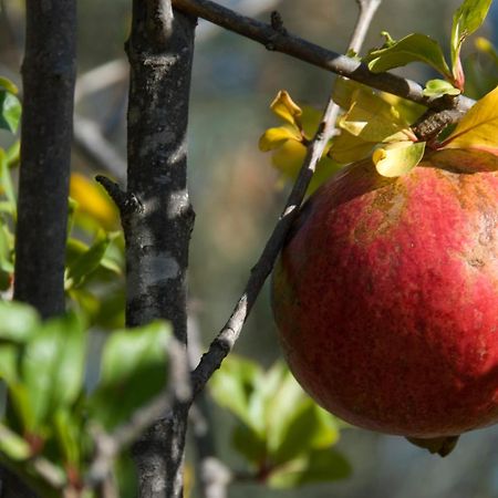 El Jardin De Los Suenos Rodalquilar Εξωτερικό φωτογραφία